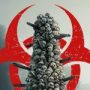 Outbreak 2026